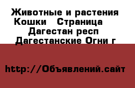 Животные и растения Кошки - Страница 3 . Дагестан респ.,Дагестанские Огни г.